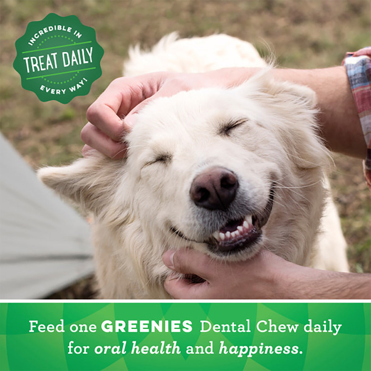 GREENIES Original Natural Dog Dental Treats