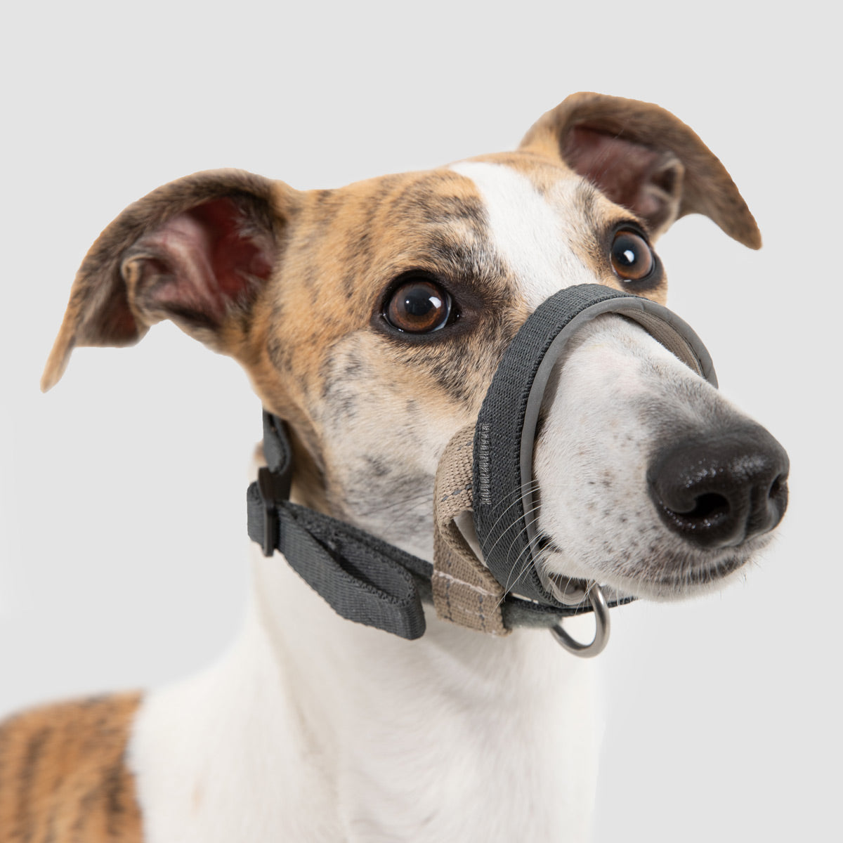 HiDream Dog Head Collar