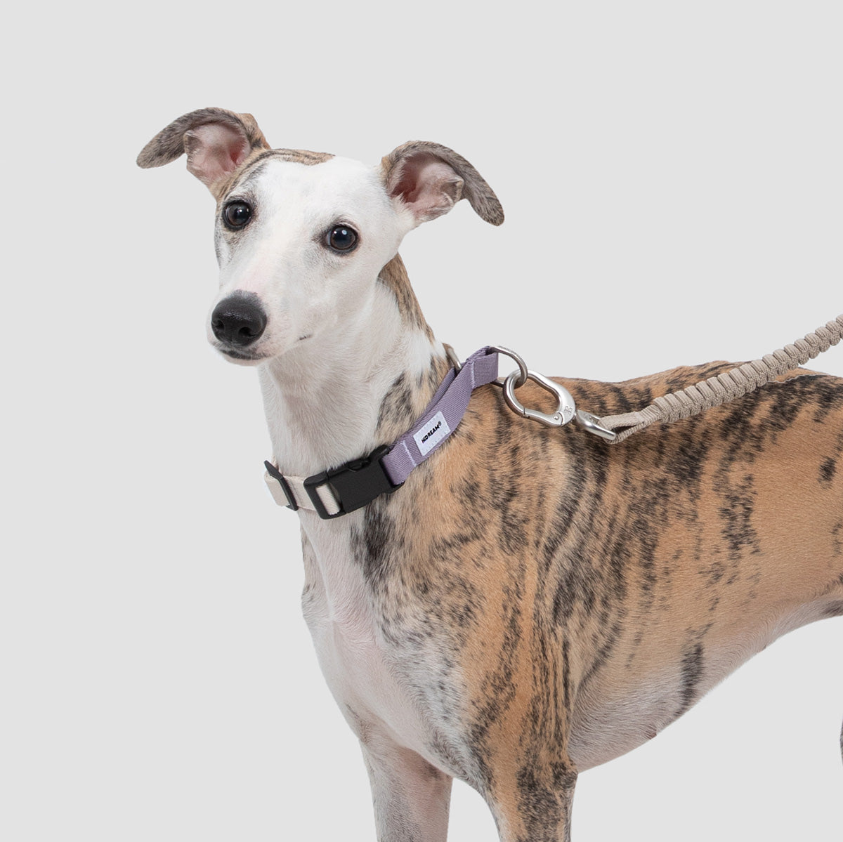 HiDream Half-Check Dog Collar