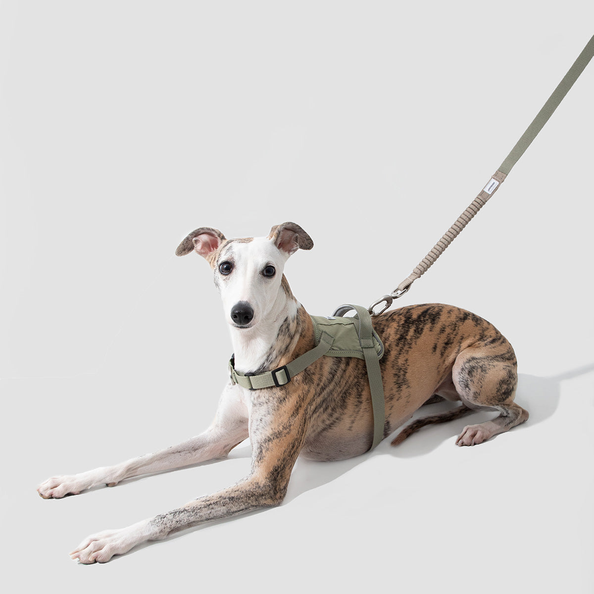 HiDream Multi-Function Bungee Dog Leash