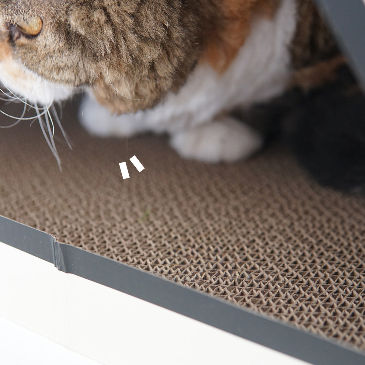 PURROOM Cat Scratching Tent House