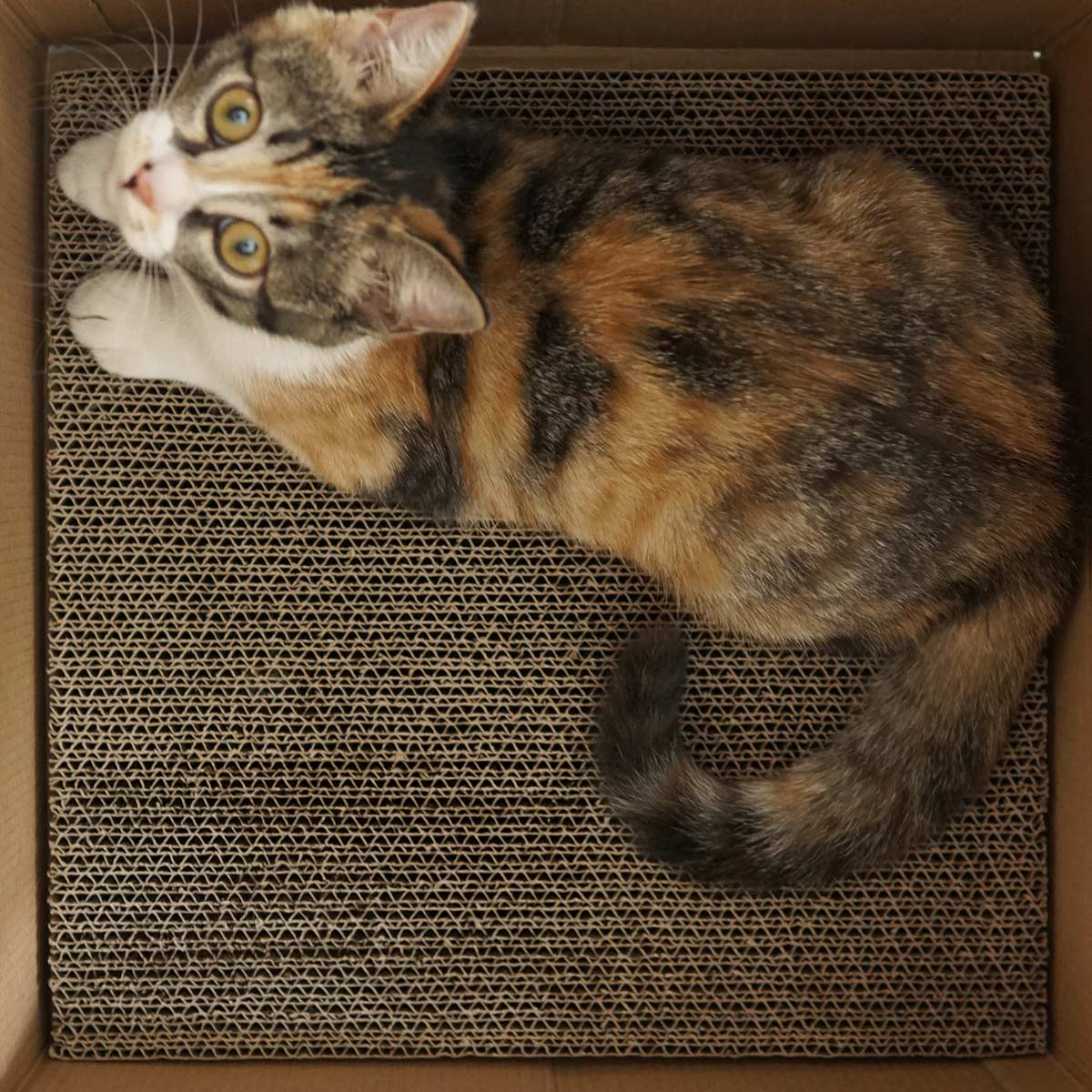 PURROOM Cat Scratching Milk House